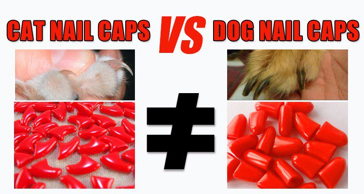 New FASHION colorful Cat Nail Caps soft cat Claw Soft Paws 20 PCS/lot with free Adhesive Glue Size XS S M LGift for pet New FASHION colorful Cat Nail Caps soft cat Claw Soft Paws 20 PCS/lot with free Adhesive Glue Size XS S M LGift for pet