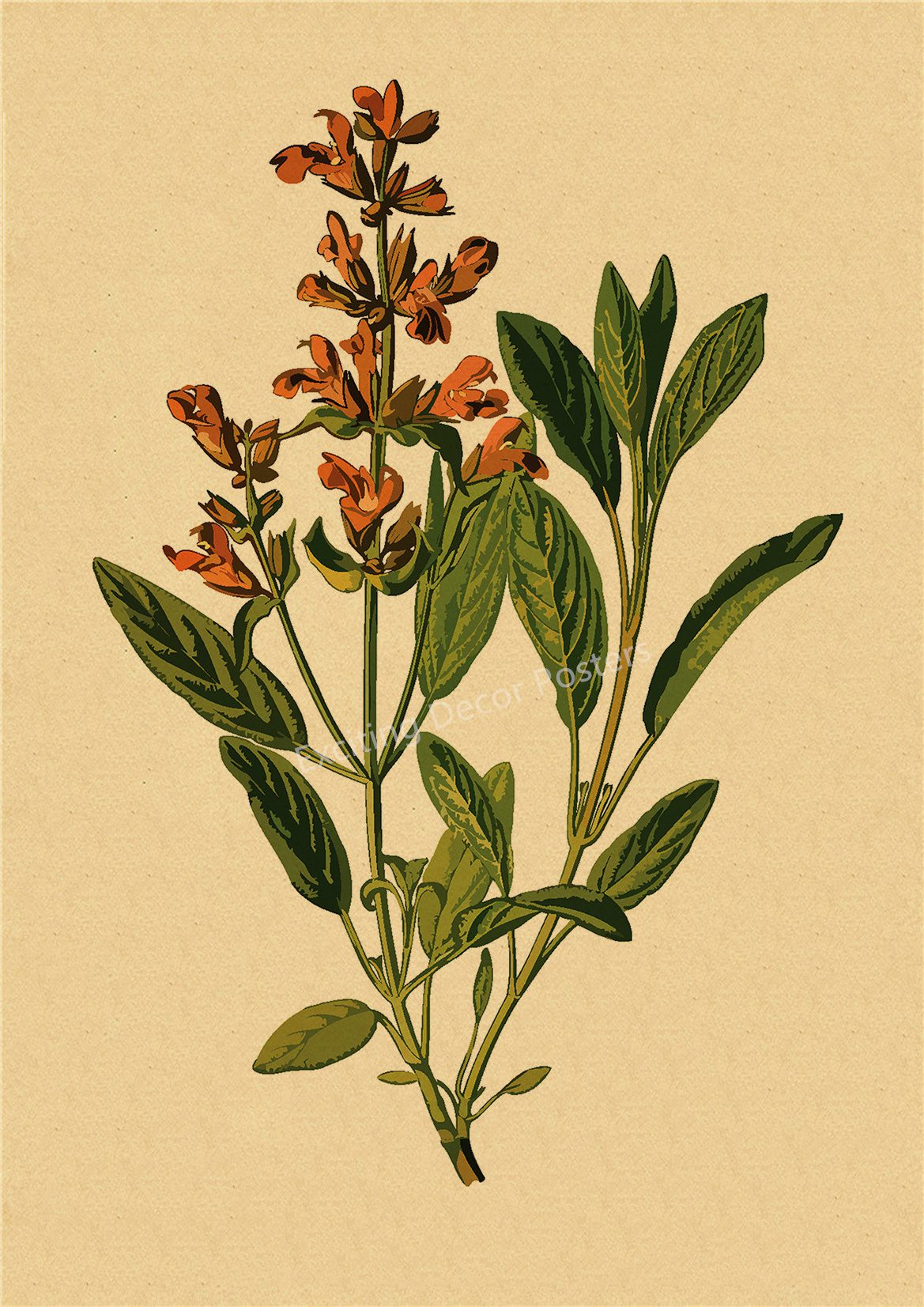 Plant Flower Study Retro Poster Botanical Prints Posters Kraft Paper Vintage Home Living Room Decor Aesthetic Art Wall Painting