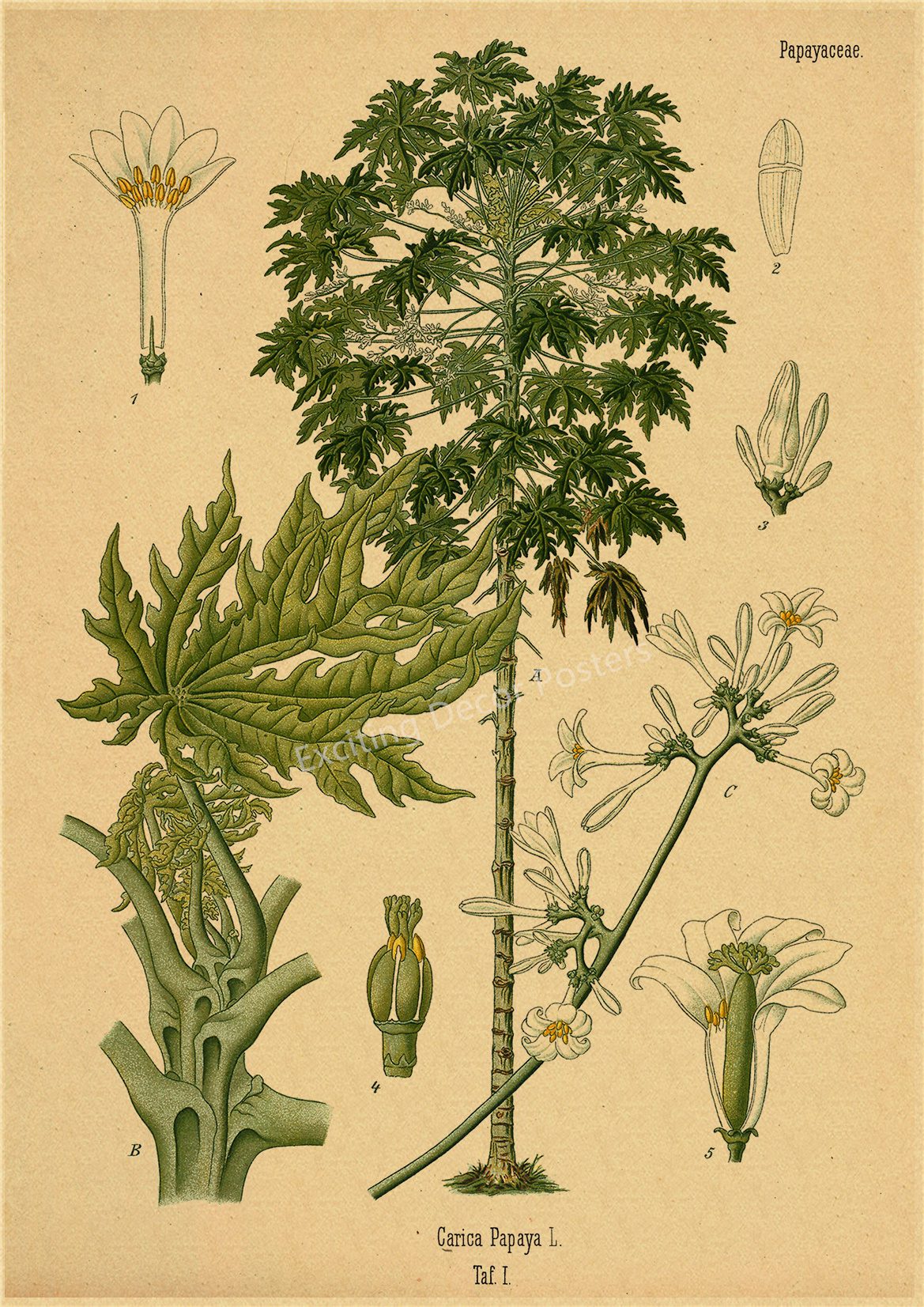 Plant Flower Study Retro Poster Botanical Prints Posters Kraft Paper Vintage Home Living Room Decor Aesthetic Art Wall Painting