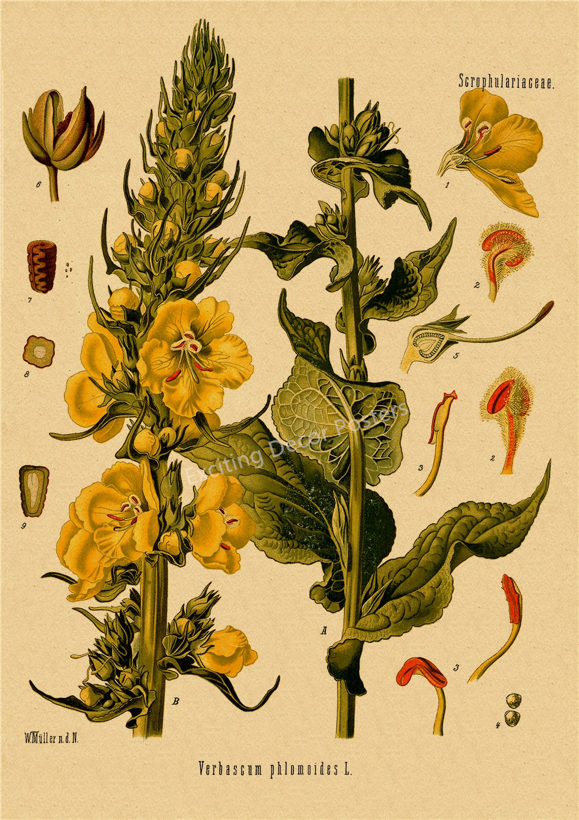 Plant Flower Study Retro Poster Botanical Prints Posters Kraft Paper Vintage Home Living Room Decor Aesthetic Art Wall Painting