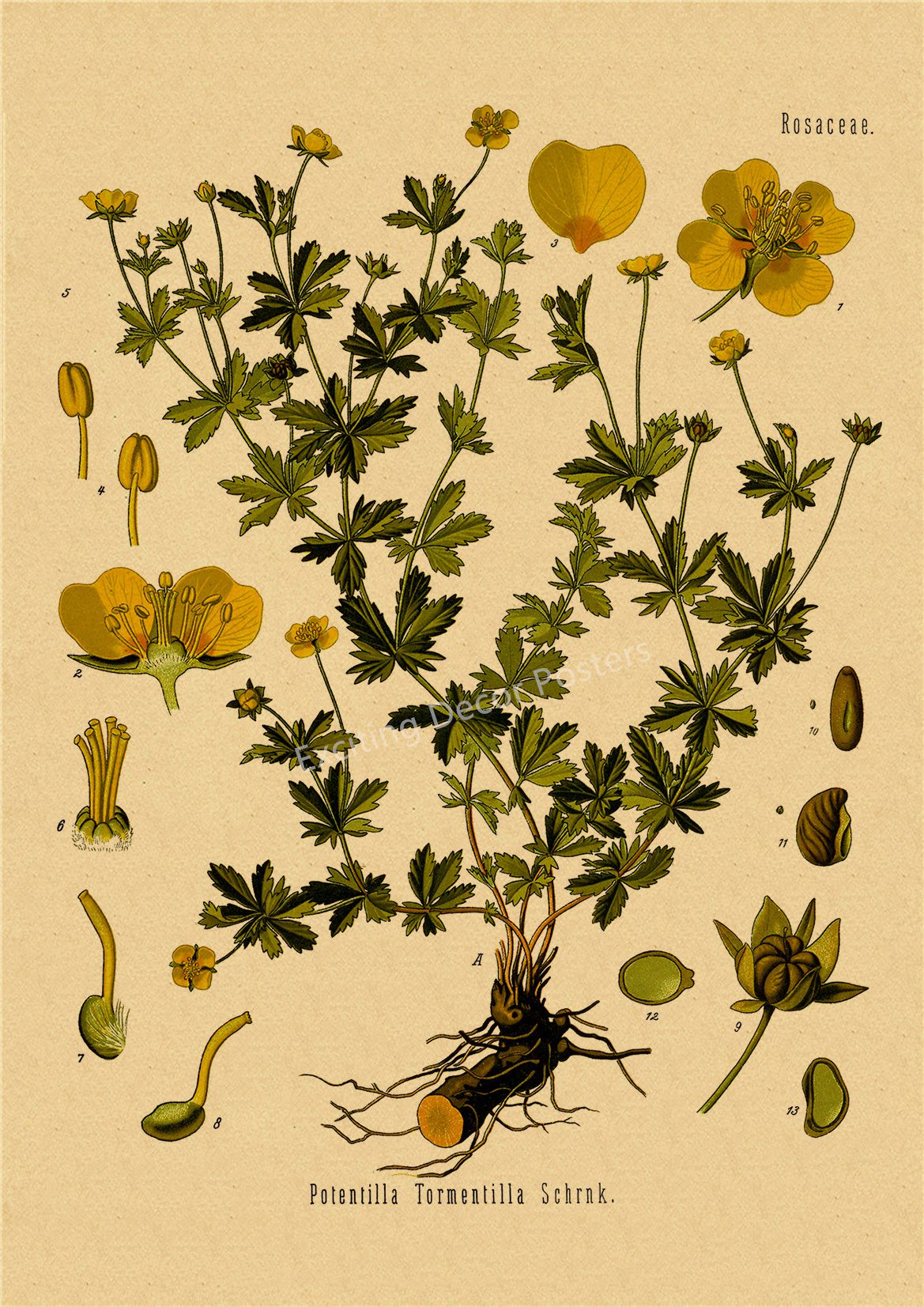 Plant Flower Study Retro Poster Botanical Prints Posters Kraft Paper Vintage Home Living Room Decor Aesthetic Art Wall Painting