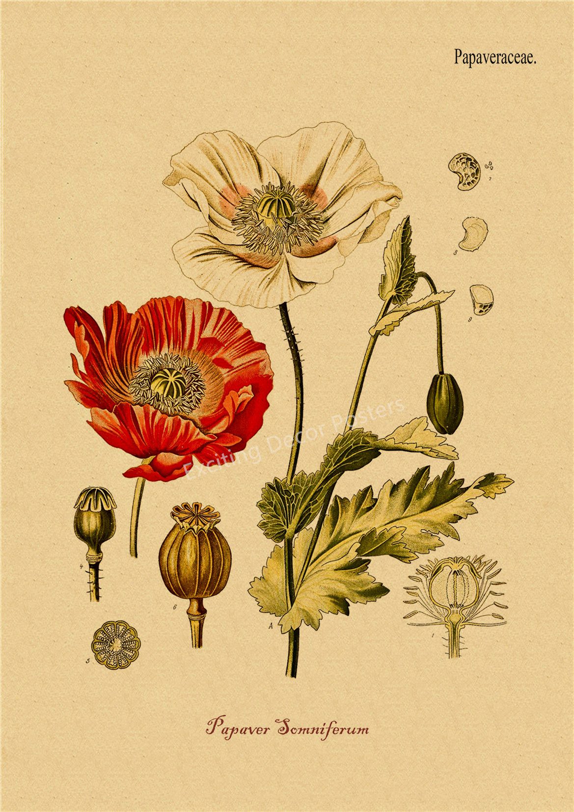 Plant Flower Study Retro Poster Botanical Prints Posters Kraft Paper Vintage Home Living Room Decor Aesthetic Art Wall Painting