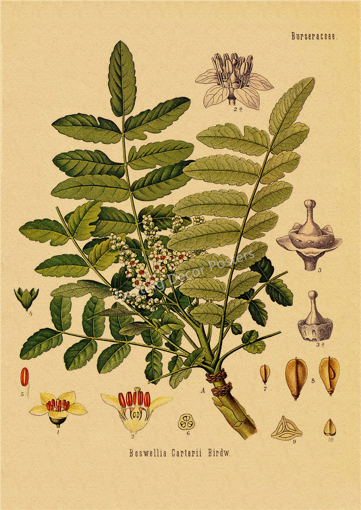 Plant Flower Study Retro Poster Botanical Prints Posters Kraft Paper Vintage Home Living Room Decor Aesthetic Art Wall Painting