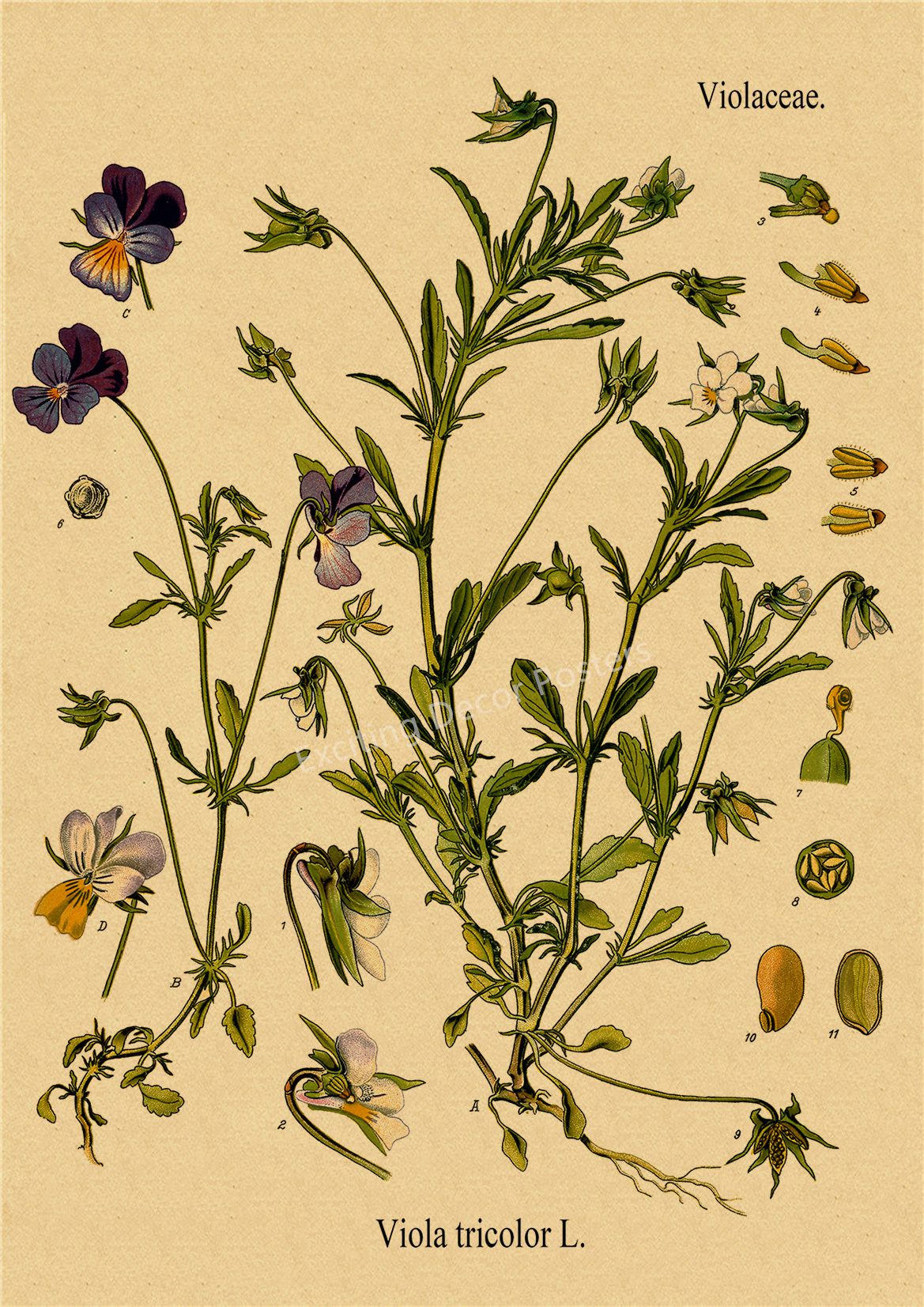 Plant Flower Study Retro Poster Botanical Prints Posters Kraft Paper Vintage Home Living Room Decor Aesthetic Art Wall Painting