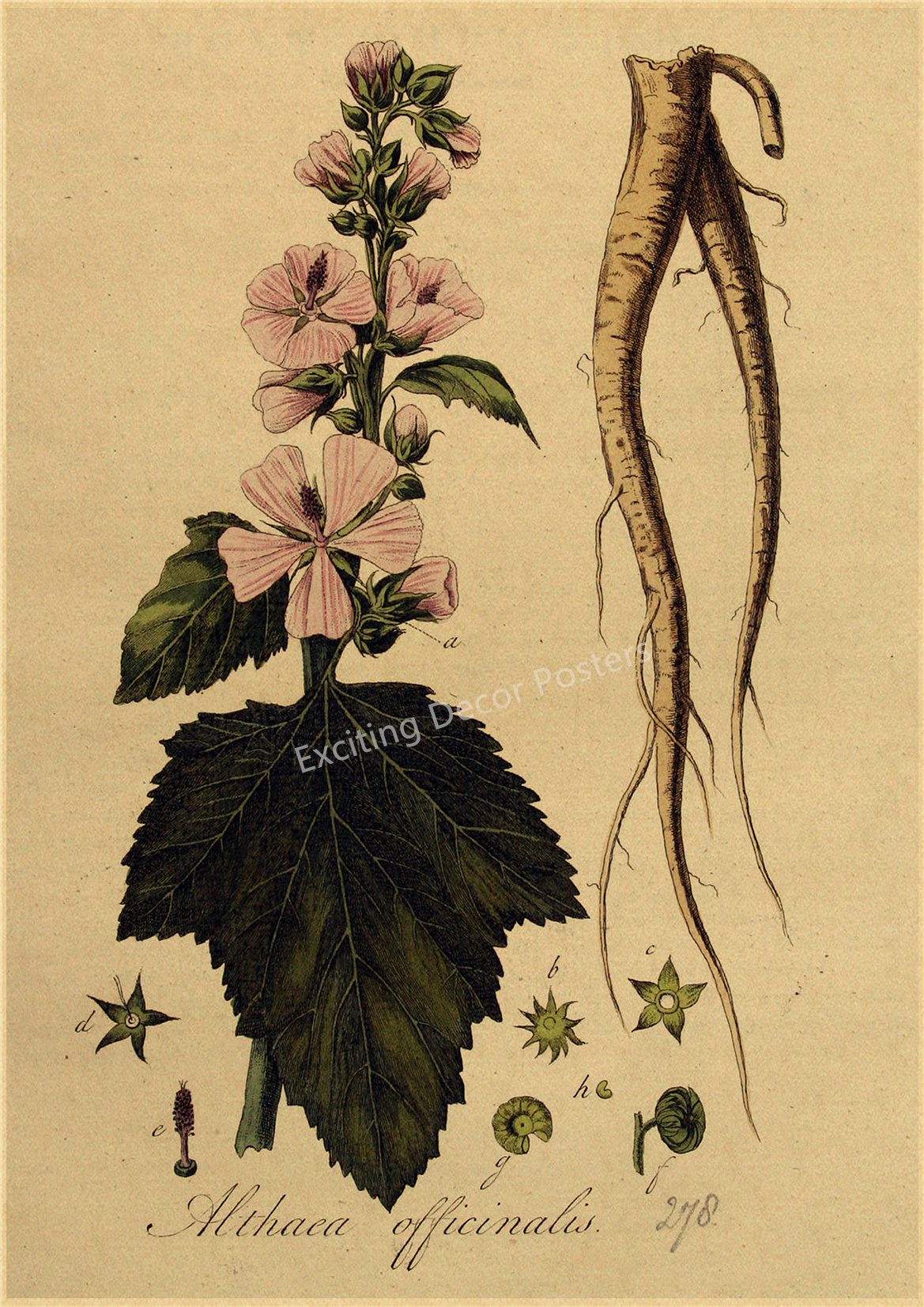 Plant Flower Study Retro Poster Botanical Prints Posters Kraft Paper Vintage Home Living Room Decor Aesthetic Art Wall Painting