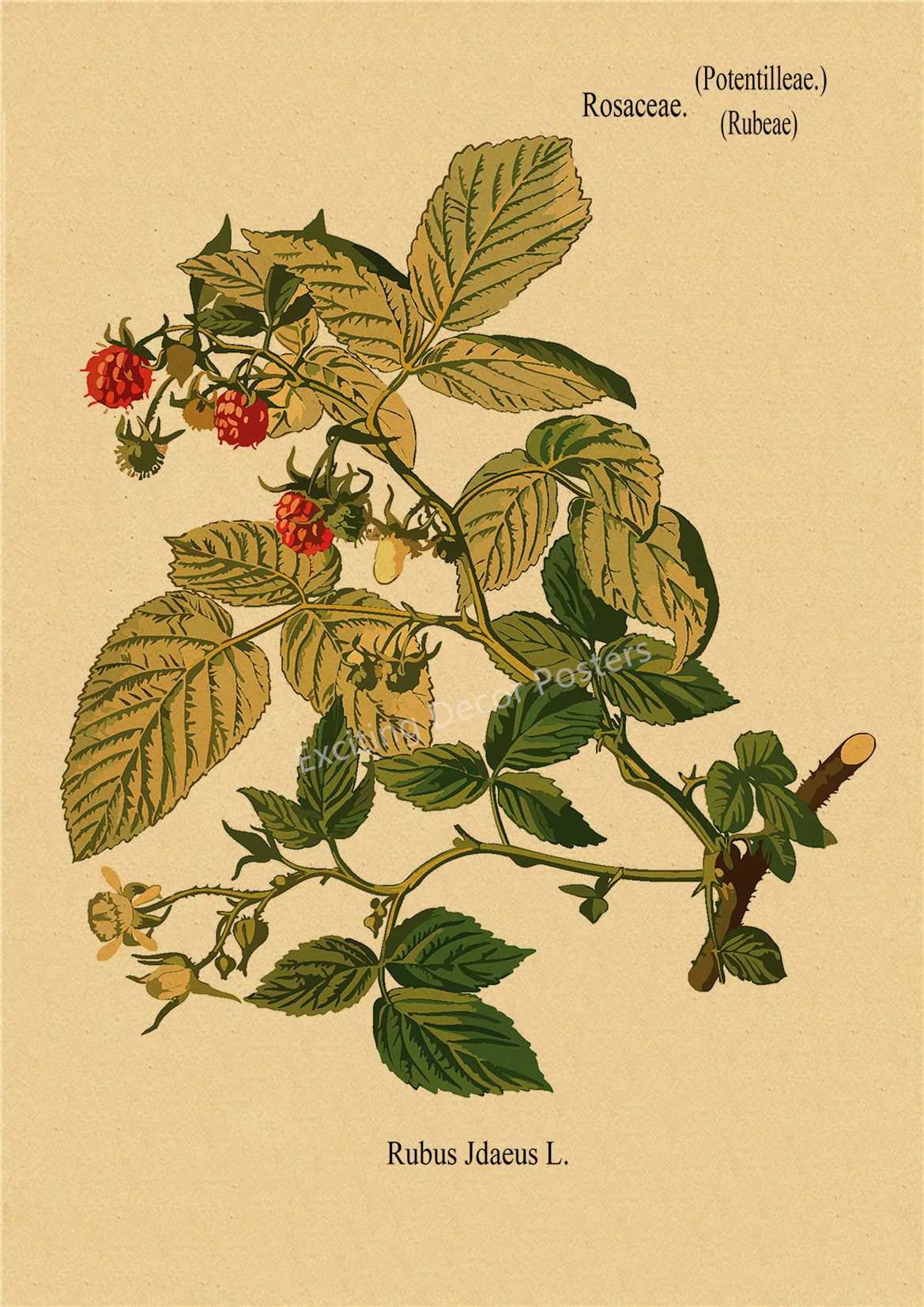 Plant Flower Study Retro Poster Botanical Prints Posters Kraft Paper Vintage Home Living Room Decor Aesthetic Art Wall Painting