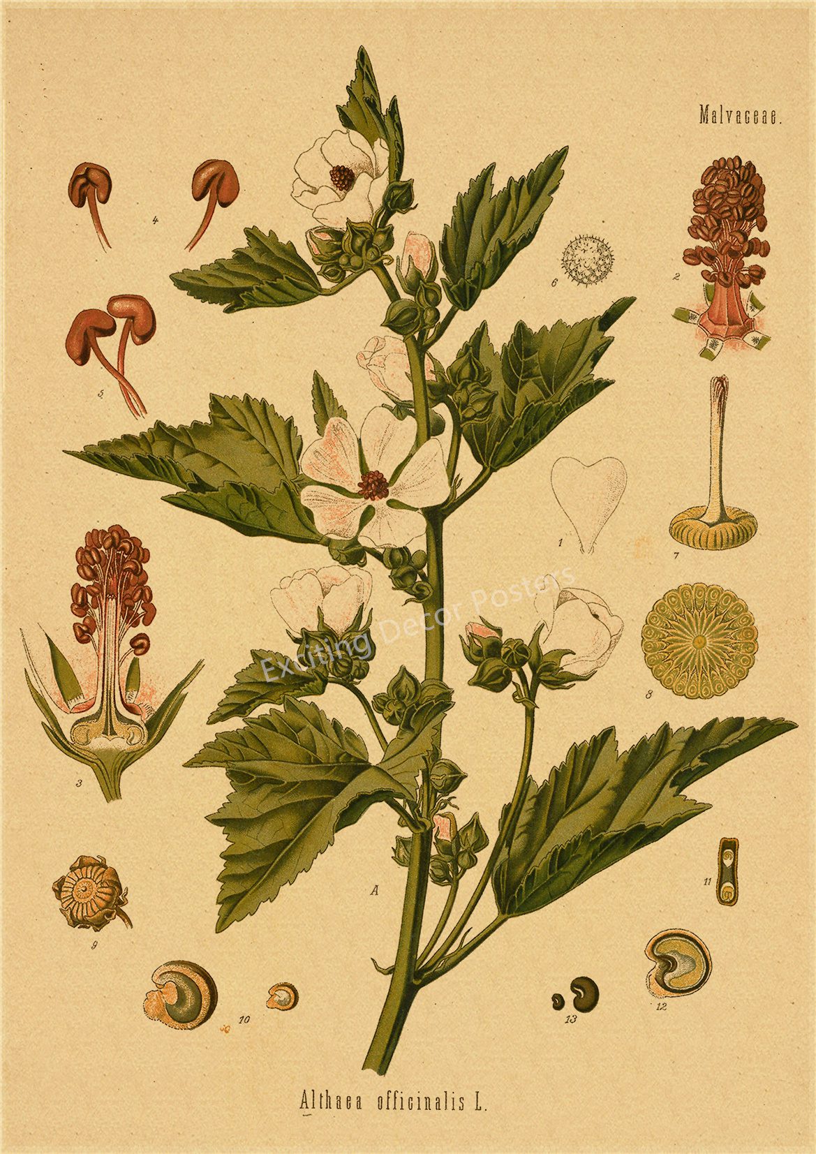 Plant Flower Study Retro Poster Botanical Prints Posters Kraft Paper Vintage Home Living Room Decor Aesthetic Art Wall Painting