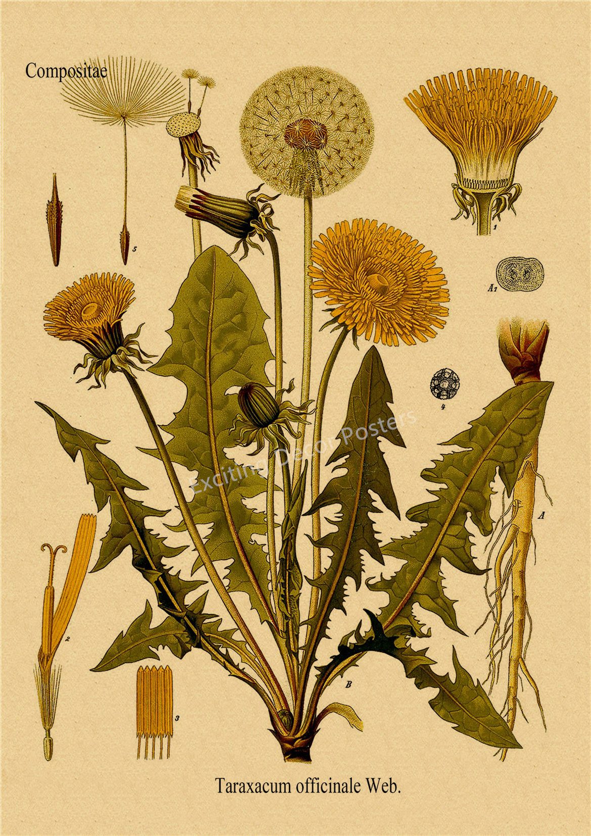 Plant Flower Study Retro Poster Botanical Prints Posters Kraft Paper Vintage Home Living Room Decor Aesthetic Art Wall Painting