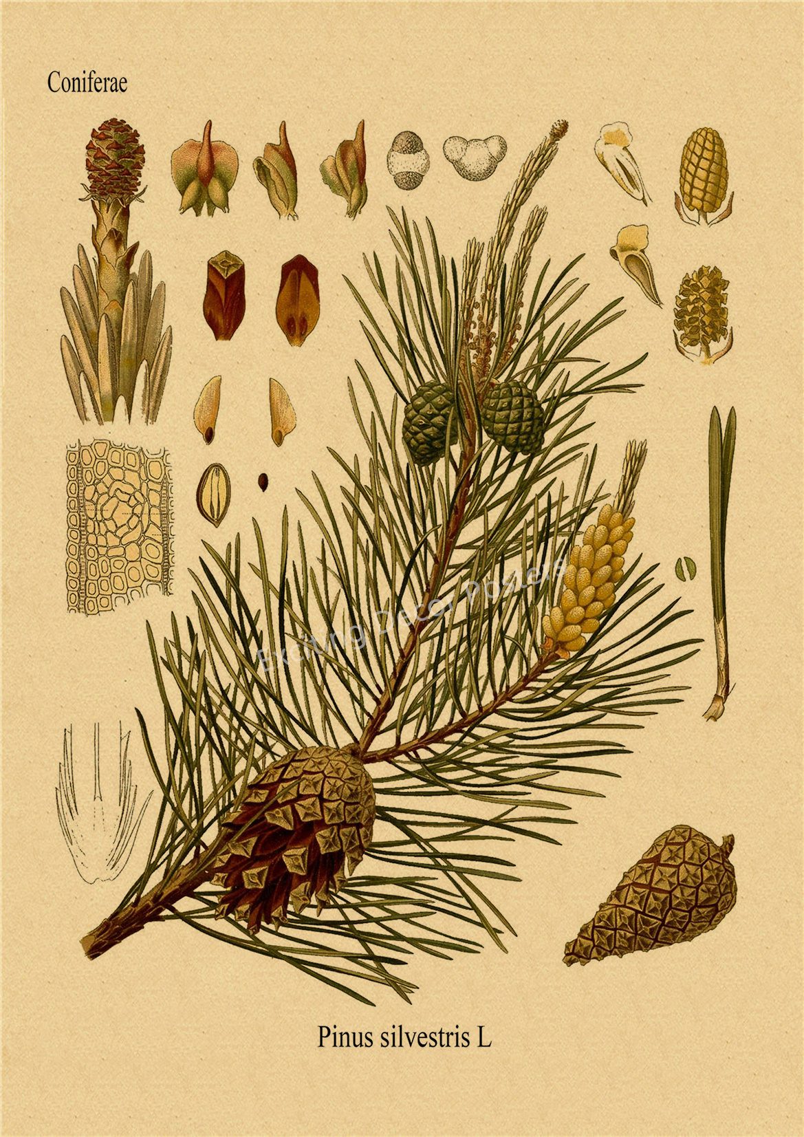 Plant Flower Study Retro Poster Botanical Prints Posters Kraft Paper Vintage Home Living Room Decor Aesthetic Art Wall Painting