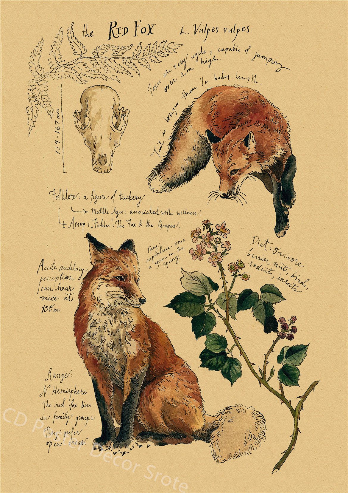 Natural Study Dragon/Tropical Basilisk/Phoenix/Fox/Dog/Wolf/Whale Print Poster Kraft Paper Vintage Home Room Decor Wall Painting Natural Study Dragon/Tropical Basilisk/Phoenix/Fox/Dog/Wolf/Whale Print Poster Kraft Paper Vintage Home Room Decor Wall Painting