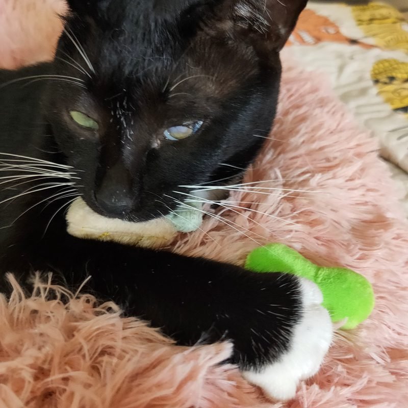 [MPK Catnip Toy] Buy Any 3 Pieces to Get 30% Off! New 2020 Cat Face Design Cat Toy, Catnip Cookie Small Catmint Pillow