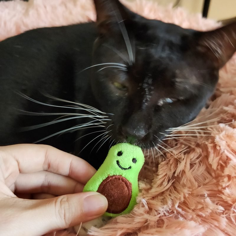 [MPK Catnip Toy] Buy Any 3 Pieces to Get 30% Off! New 2020 Cat Face Design Cat Toy, Catnip Cookie Small Catmint Pillow