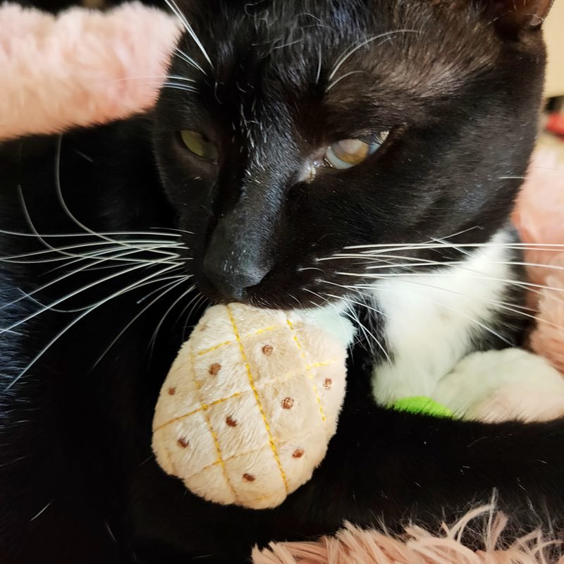 [MPK Catnip Toy] Buy Any 3 Pieces to Get 30% Off! New 2020 Cat Face Design Cat Toy, Catnip Cookie Small Catmint Pillow