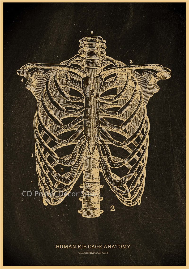Anatomical Skeleton Chalkboard Poster Kraft Paper Posters DIY Vintage Home Room Medicine Student Decor Medical Art Wall Painting