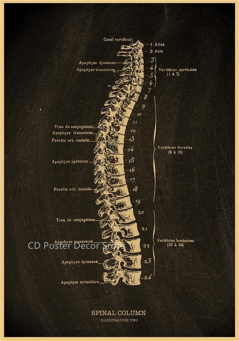 Anatomical Skeleton Chalkboard Poster Kraft Paper Posters DIY Vintage Home Room Medicine Student Decor Medical Art Wall Painting