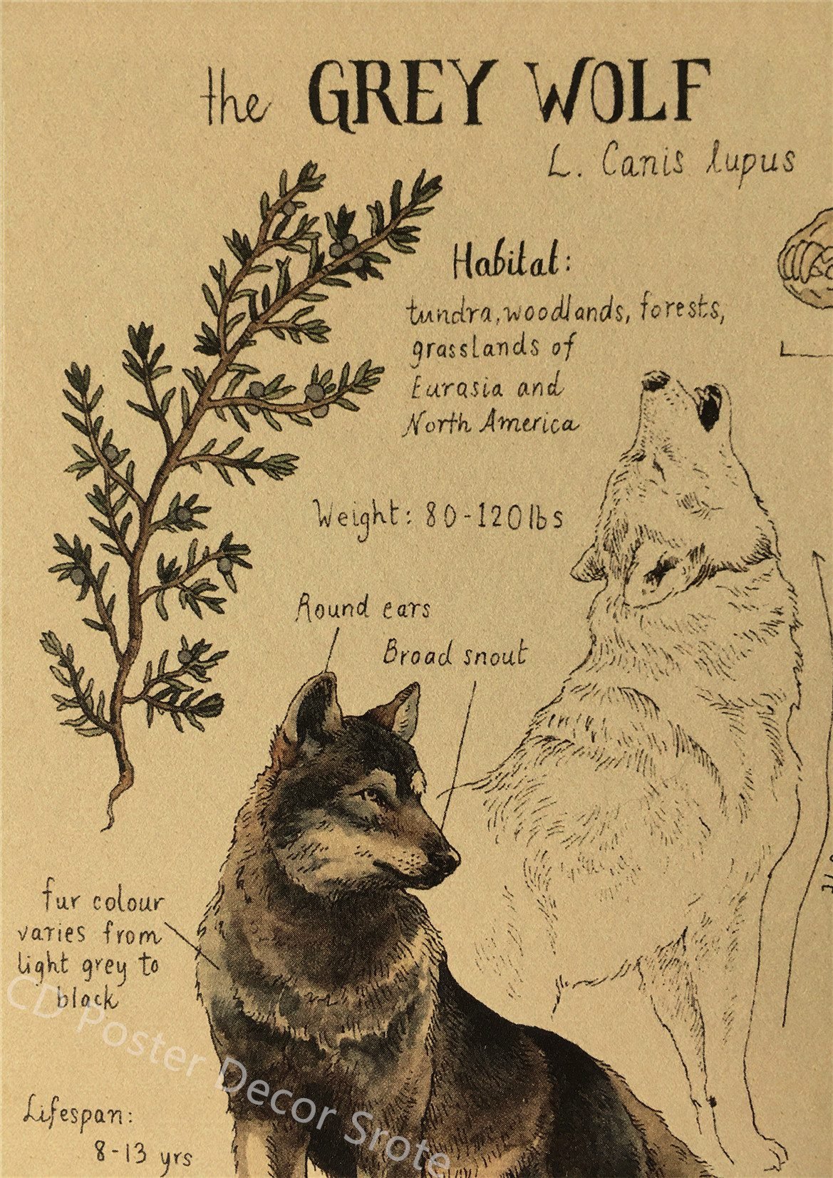 Natural Study Dragon/Tropical Basilisk/Phoenix/Fox/Dog/Wolf/Whale Print Poster Kraft Paper Vintage Home Room Decor Wall Painting Natural Study Dragon/Tropical Basilisk/Phoenix/Fox/Dog/Wolf/Whale Print Poster Kraft Paper Vintage Home Room Decor Wall Painting