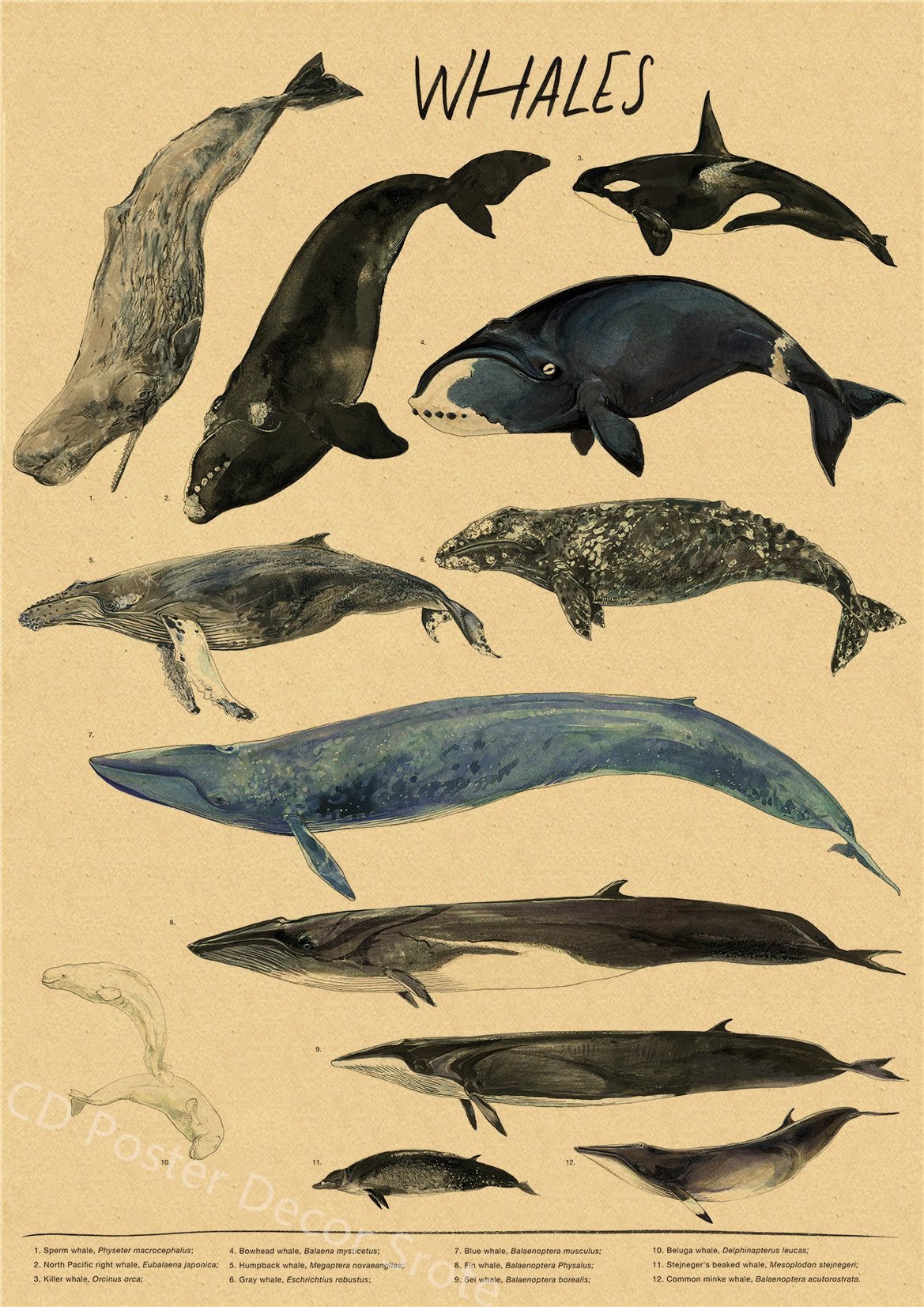 Natural Study Dragon/Tropical Basilisk/Phoenix/Fox/Dog/Wolf/Whale Print Poster Kraft Paper Vintage Home Room Decor Wall Painting Natural Study Dragon/Tropical Basilisk/Phoenix/Fox/Dog/Wolf/Whale Print Poster Kraft Paper Vintage Home Room Decor Wall Painting