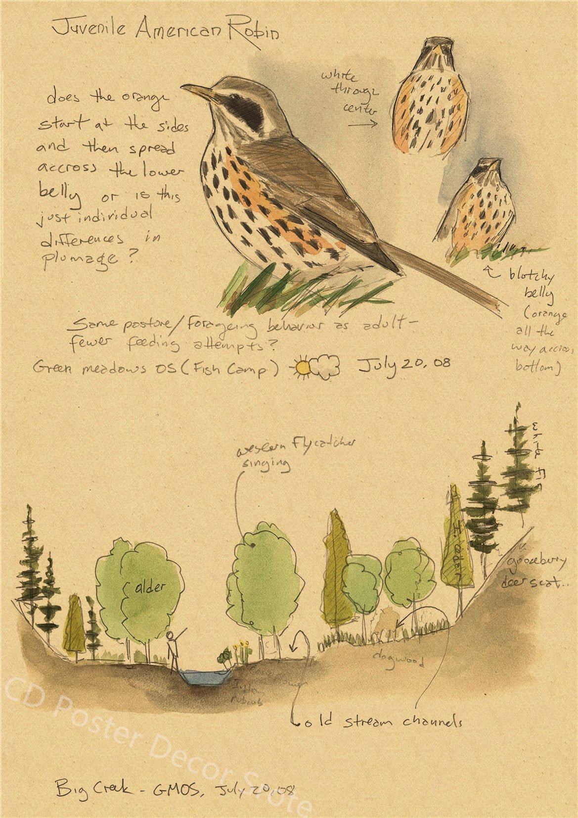 Natural Study Dragon/Tropical Basilisk/Phoenix/Fox/Dog/Wolf/Whale Print Poster Kraft Paper Vintage Home Room Decor Wall Painting Natural Study Dragon/Tropical Basilisk/Phoenix/Fox/Dog/Wolf/Whale Print Poster Kraft Paper Vintage Home Room Decor Wall Painting